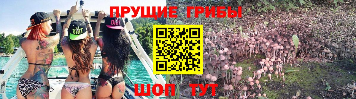 купить наркоту  Вход с VPN  Псилоцибиновые грибы Psilocybe  Ипатово  Галлюциногенные грибы Cubensis 